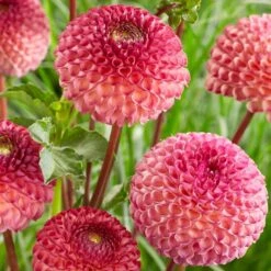 Dahlia 'Burlesca' -Greenzy Sales Store PB0487 2