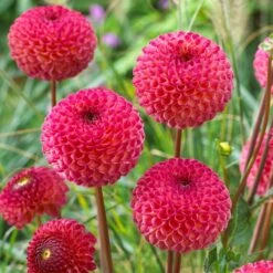 Dahlia 'Burlesca' -Greenzy Sales Store PB0487 3