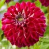 Dahlia 'Embassy'