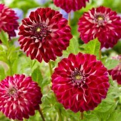 Dahlia 'Embassy' -Greenzy Sales Store PB0490 3