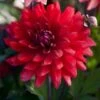 Dahlia 'Karma Amora' -Greenzy Sales Store PB0491 1