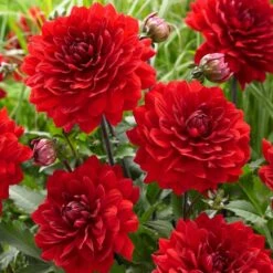 Dahlia 'Karma Amora' -Greenzy Sales Store PB0491 3