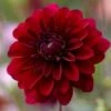 Dahlia 'Karma Naomi' -Greenzy Sales Store PB0492 1