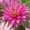 Dahlia 'Karma Pink Corona' -Greenzy Sales Store PB0493 1