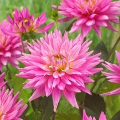 Dahlia 'Karma Pink Corona' -Greenzy Sales Store PB0493 3