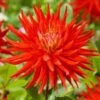 Dahlia 'Karma Red Corona' -Greenzy Sales Store PB0494 1