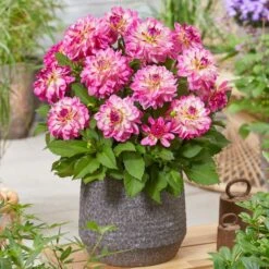 Dahlia 'Sincerity Rose Bicolour' -Greenzy Sales Store PB0498 2