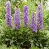 Delphinium 'Delgenius Breezin' -Greenzy Sales Store PB0506 1