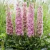 Delphinium 'Delgenius Juliette' -Greenzy Sales Store PB0508 1