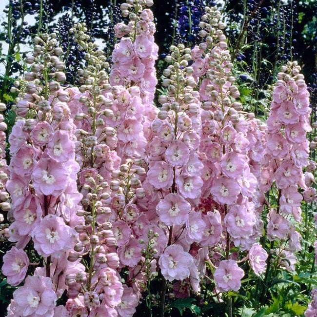 Delphinium 'elatum Strawberry Fair' 1 Delphinium 'elatum Strawberry Fair'