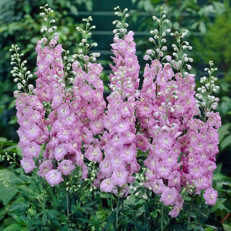 Delphinium 'elatum Strawberry Fair' 2 Delphinium 'elatum Strawberry Fair' - Image 2