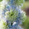 Delphinium 'Highlander Crystal Delight' -Greenzy Sales Store PB0512 1