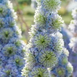 Delphinium 'Highlander Crystal Delight' -Greenzy Sales Store PB0512 2