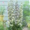 Delphinium 'Highlander Moonlight' -Greenzy Sales Store PB0513
