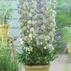 Delphinium 'Highlander Moonlight' -Greenzy Sales Store PB0513 2