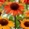 Echinacea 'SunSeekers Orange' -Greenzy Sales Store PB0538 1 a0fb1dec 6e8c 4ba1 9da3 b683e98d4552