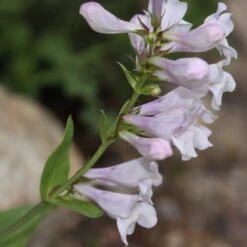 Penstemon 'Pensham Wedding Day' -Greenzy Sales Store PB0615 2