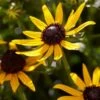 Rudbeckia 'Little Gold Star' -Greenzy Sales Store PB0630 3 98b412d0 60b3 4875 82ec e585493efb55