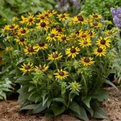 Rudbeckia 'Little Gold Star' -Greenzy Sales Store PB0630 4 517c0c1d 0559 49eb b236 a6e3eddbdda5