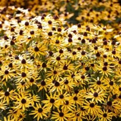 Rudbeckia 'Little Gold Star' -Greenzy Sales Store PB0630 5 cce8724b 55eb 4373 976b 6c7d434870a4