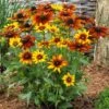 Rudbeckia 'Summerina Orange' -Greenzy Sales Store PB0631 1 edf7422d f3aa 4592 b994 46567dd47af2