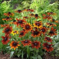 Rudbeckia 'Summerina Orange' 5 Rudbeckia 'Summerina Orange' -Greenzy Sales Store PB0631 3 5aef5f50 11a7 4c80 bcd1 3c4ed029bd20