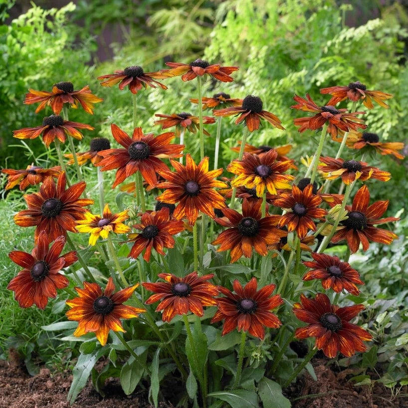 Rudbeckia 'Summerina Orange' 3 Rudbeckia 'Summerina Orange' - Image 3