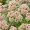 Sedum 'Autumn Joy' -Greenzy Sales Store PB0642 1 513ddb6a 6841 4694 a22e da77e329ea6a