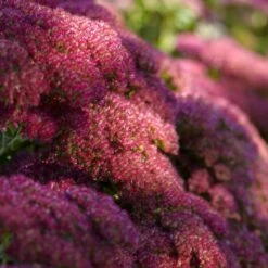 Sedum 'Autumn Joy' -Greenzy Sales Store PB0642 3 2bd0978f e267 4eb3 907c 74b205657c69