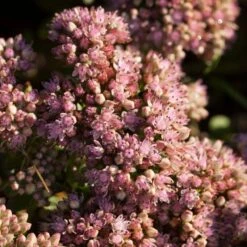 Sedum 'Sunsparkler Lime Zinger' -Greenzy Sales Store PB0647 3
