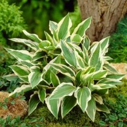 Hosta 'Patriot' -Greenzy Sales Store PB0673 3