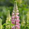 Lupin 'Legendary Rose Shades' -Greenzy Sales Store PB0675 1