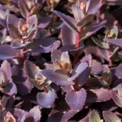 Sedum 'Chocolate Cherry' 5 Sedum 'Chocolate Cherry' -Greenzy Sales Store PB0735 1
