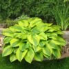 Hosta 'Velvet Moon' -Greenzy Sales Store PB0778 1