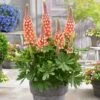 Lupin West Country Salmon Star -Greenzy Sales Store PB0810 1