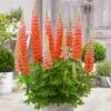 Lupin West Country Terracotta 12 Lupin West Country Terracotta -Greenzy Sales Store PB0811 1