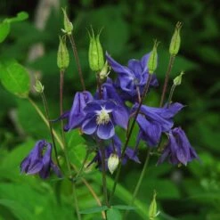 Aquilegia Barlow Blue -Greenzy Sales Store PB0831 1