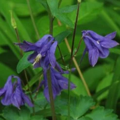Aquilegia Barlow Blue -Greenzy Sales Store PB0831 2
