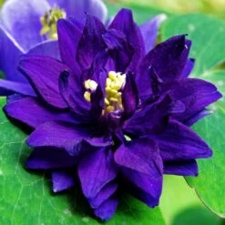 Aquilegia Barlow Blue -Greenzy Sales Store PB0831 3