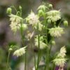 Aquilegia Barlow White 3 Aquilegia Barlow White -Greenzy Sales Store PB0834 1