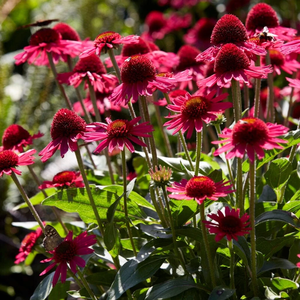 Ultimate Echinacea Collection 2 Ultimate Echinacea Collection - Image 2