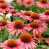 Echinacea 'Mooodz Satisfy' 5 Echinacea 'Mooodz Satisfy' -Greenzy Sales Store PB1160 1 df060e27 1afd 442d b774 41c7d2d5223f