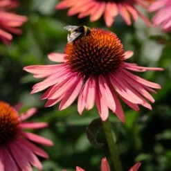 Echinacea 'Mooodz Satisfy' -Greenzy Sales Store PB1160 3 0960d028 41ac 4daf 9e20 30ed2f1a791f