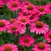 Echinacea 'Sensation Pink' -Greenzy Sales Store PB1163 1 36b0d657 56fd 4196 8342 4a2527584a05