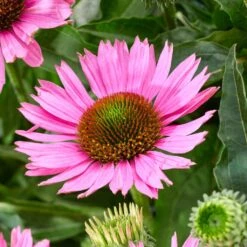 Ultimate Echinacea Collection 6 Ultimate Echinacea Collection -Greenzy Sales Store PB1167 3 9dff04f5 c5ed 4b7b ae59 a0449ebae333