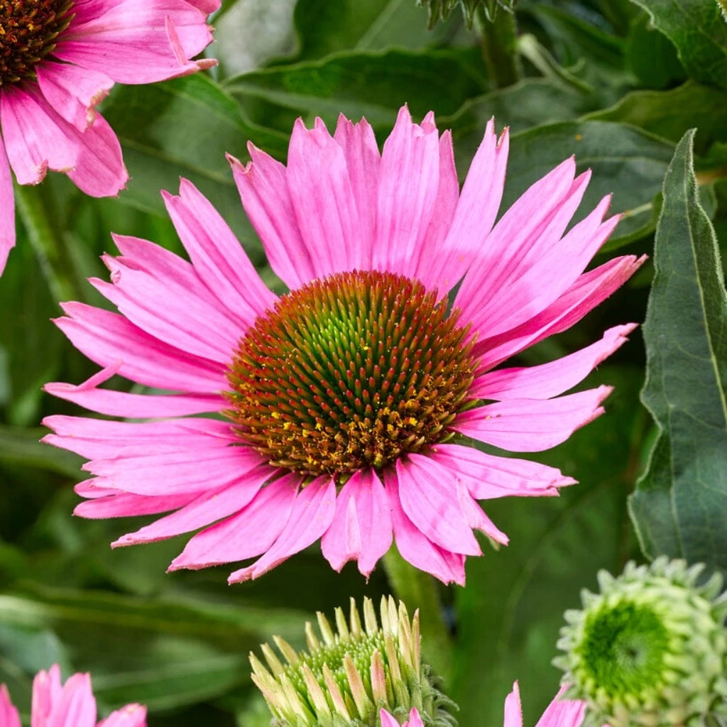 Ultimate Echinacea Collection 3 Ultimate Echinacea Collection - Image 3