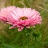 Echinacea 'SunSeekers Salmon' -Greenzy Sales Store PB1177 1 f8d46f64 dea4 41be bd2e 4f9ad096b362