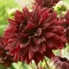 Dahlia 'Black Touch' -Greenzy Sales Store PB1921 1
