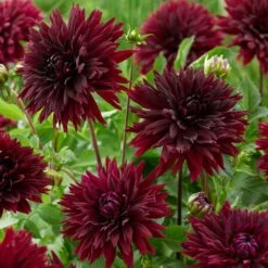 Dahlia 'Black Touch' -Greenzy Sales Store PB1921 2