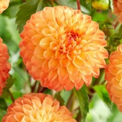 Dahlia 'Souvenir D'Ete' -Greenzy Sales Store PB1972 2